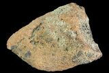 Achelousaurus Bone Fragment - Montana #71304-1